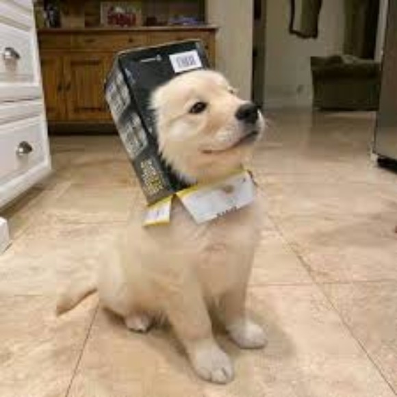 brunovasion00